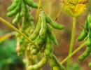 Composition and beneficial properties of soybean Natural soybean