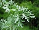 Bitter wormwood - from benefit to harm Wormwood pollen useful properties