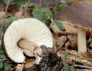 Deer horn mushrooms: edible and inedible