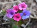 Lungwort: types, composition, properties, use, contraindications, recipes