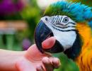 Aggression in parrots, how to wean biting