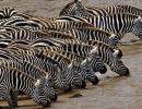 What do zebras eat?  What does a zebra eat?  Where does the zebra live