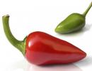 The benefits and harms of hot chili peppers for the health of the body, contraindications Red pepper