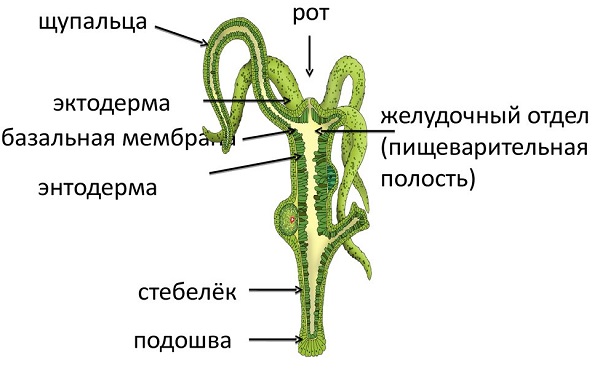 Freshwater Hydra Structure Hydra Movement