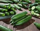 Benefits of fresh cucumbers for organs
