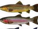 Dream Interpretation.  trout - all interpretations.  Dream Interpretation: Why do you dream about trout Why do you dream about a huge raw trout