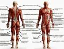 Anatomy of arm muscles and the best exercises to pump them up
