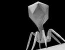 Bacteriophage streptococcal, mortar