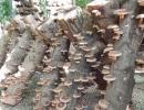 Growing shiitake mushrooms at home - preparation, planting and care Growing shiitake mushrooms