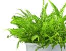 Fern - beneficial properties and contraindications, use of fern in folk medicine
