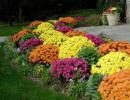 We decorate flower beds and flower beds in the country with our own hands